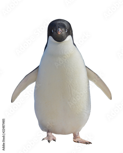 Adelie penguin isolated on white background