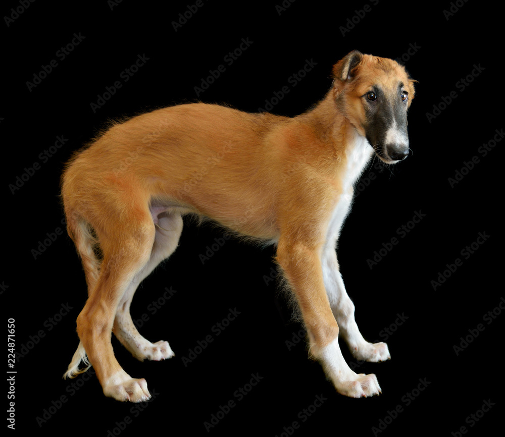 Small puppy of Russian borzoi dog Small puppy of Russian borzoi dog