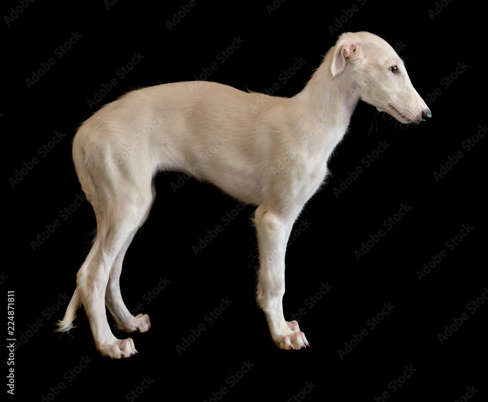 White puppy of Russian borzoi dog