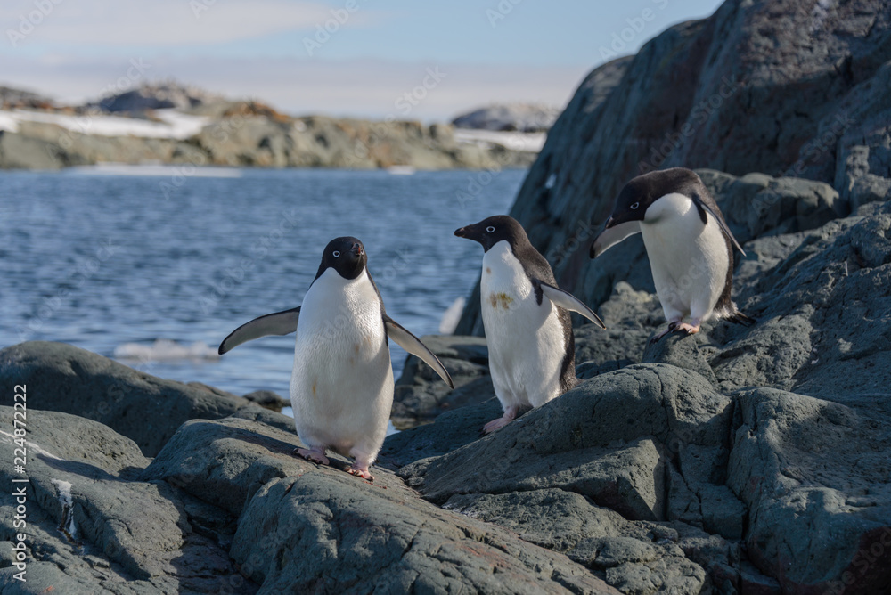 Obraz premium Adelie penguins on beach