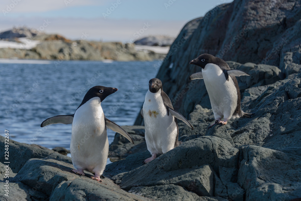 Fototapeta premium Adelie penguins on beach