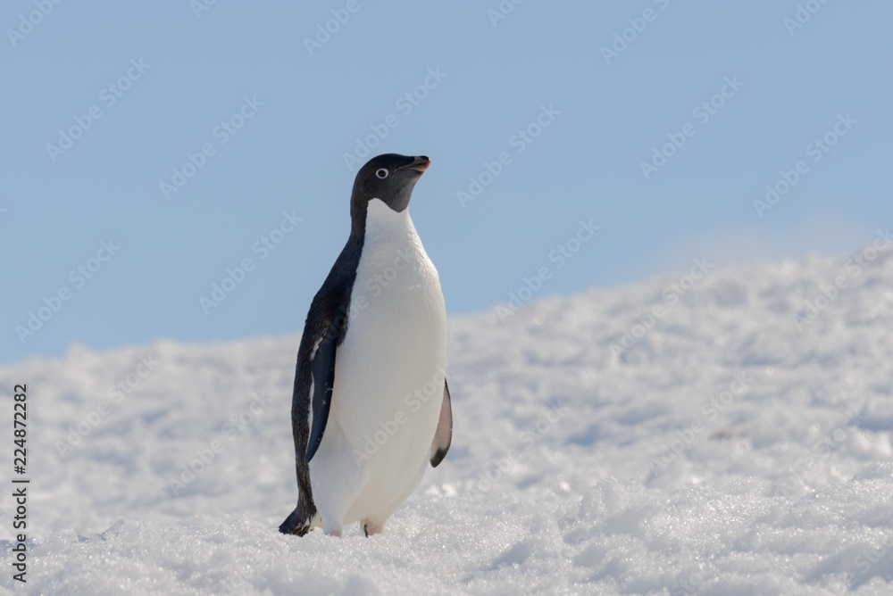 Obraz premium Adelie penguin on beach