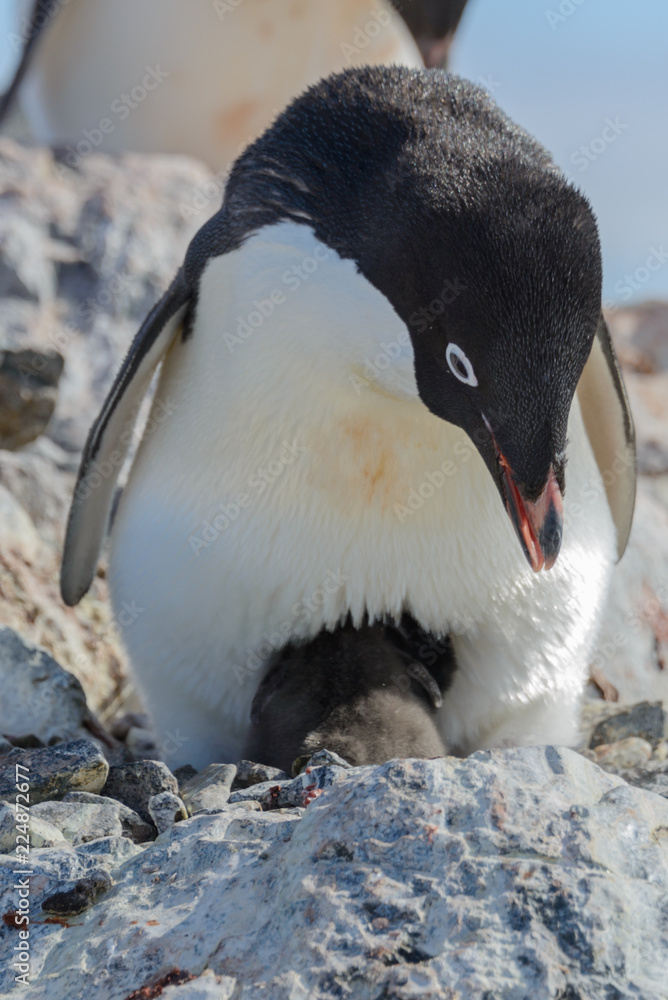 Naklejka premium Adelie penguin in nest with chick