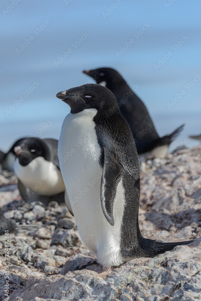Obraz premium Adelie penguin on beach