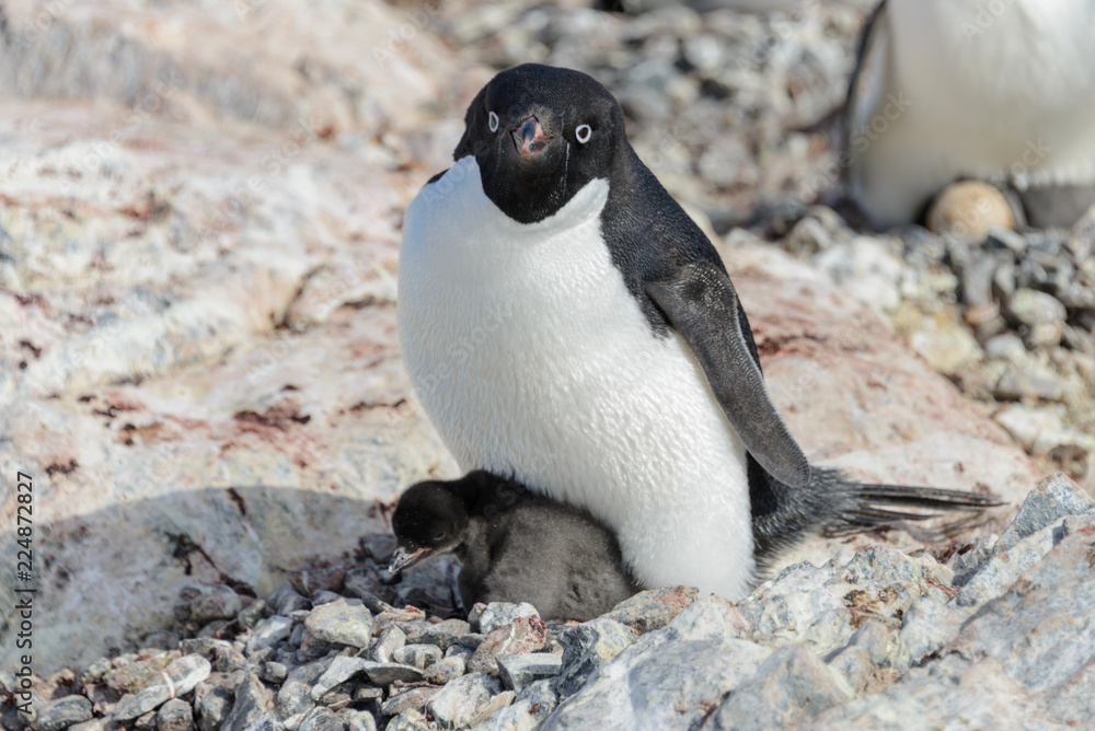 Naklejka premium Adelie penguin in nest with chick