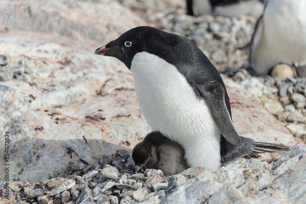 Fototapeta premium Adelie penguin in nest with chick