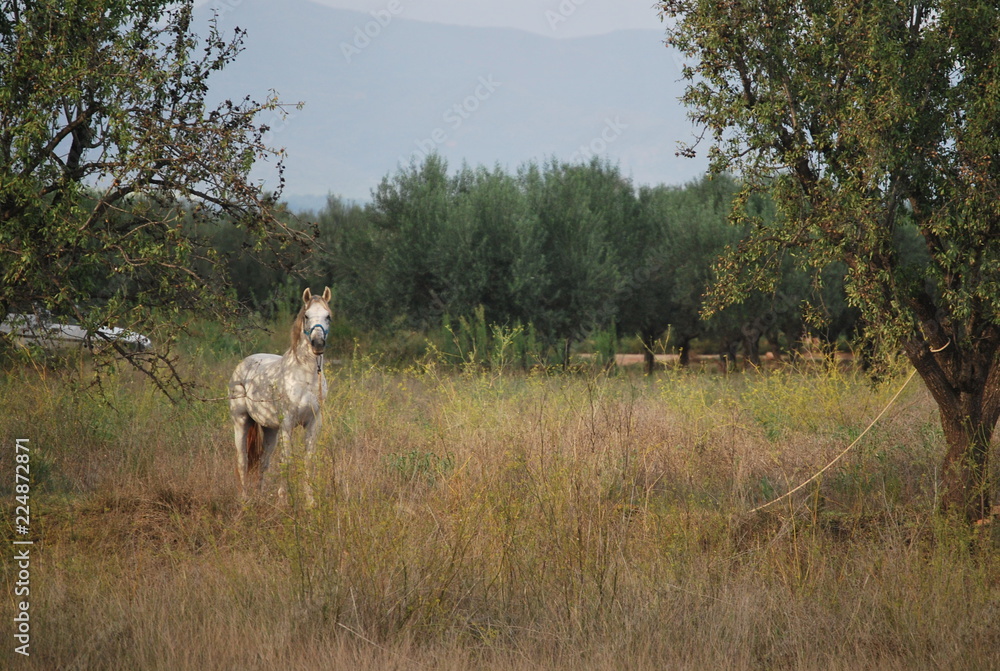Obraz premium White Horse in Country Side