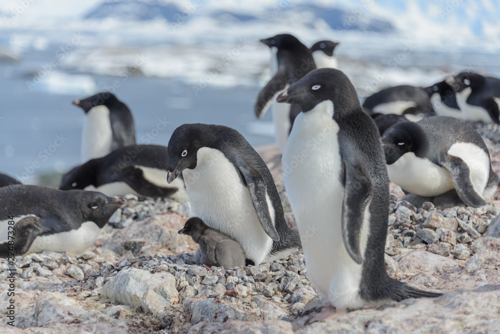 Naklejka premium Adelie penguin in nest with chick