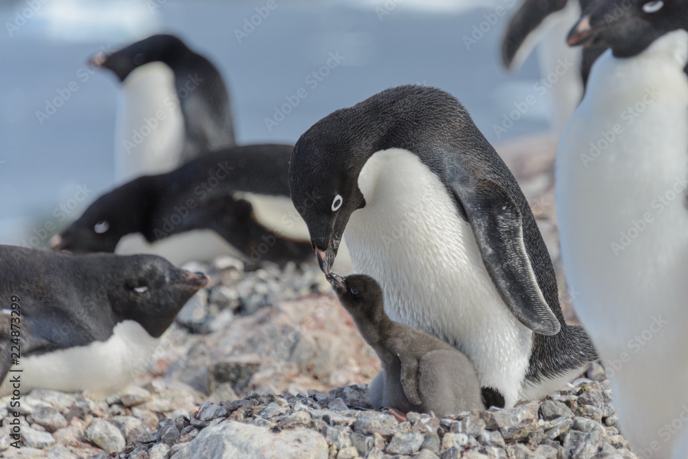 Naklejka premium Adelie penguin in nest with chick