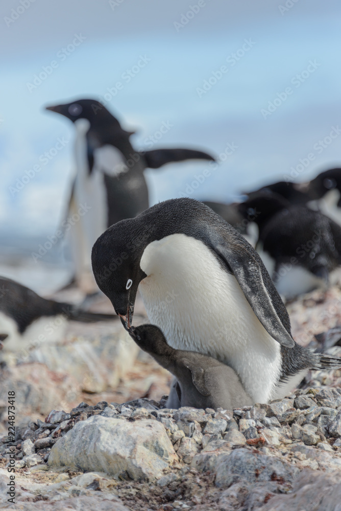 Fototapeta premium Adelie penguin in nest with chick