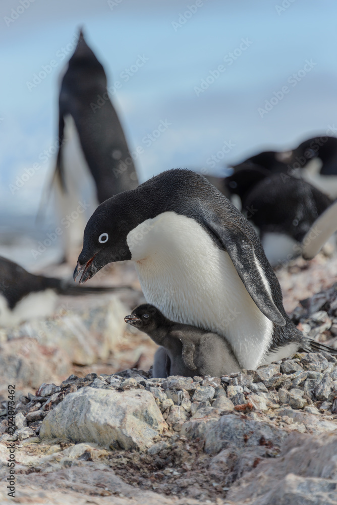 Naklejka premium Adelie penguin in nest with chick