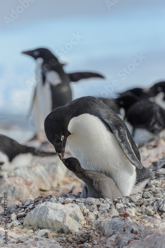 Adelie penguin in nest with chick