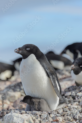 Adelie penguin in nest with chick