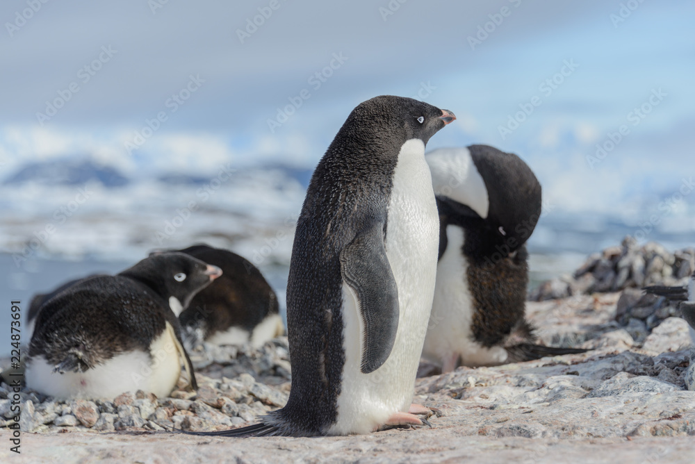 Fototapeta premium Adelie penguin on beach