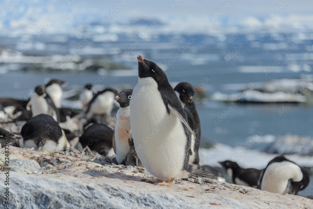 Fototapeta premium Adelie penguin on beach
