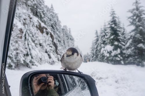 A grey jay lands on a car mirror while photographer is taking its photo