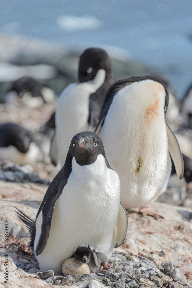 Fototapeta premium Adelie penguin in nest with chick and egg
