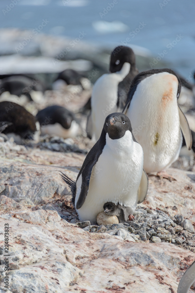 Naklejka premium Adelie penguins on beach