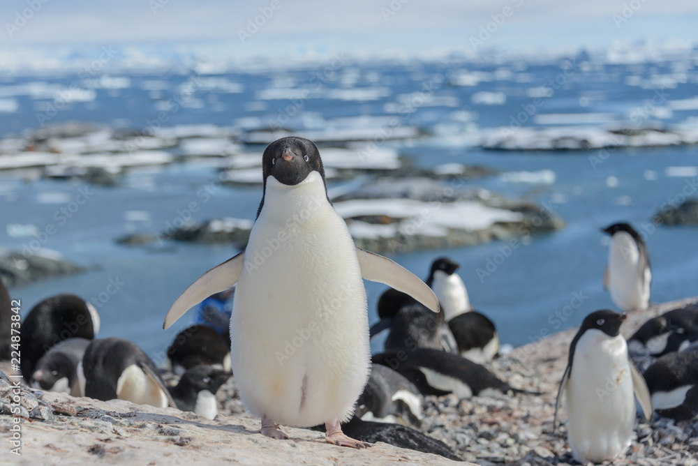 Fototapeta premium Adelie penguin on beach