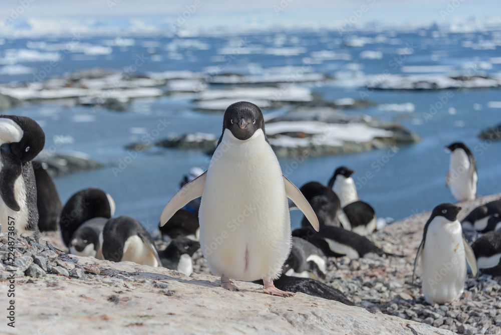 Obraz premium Adelie penguin on beach