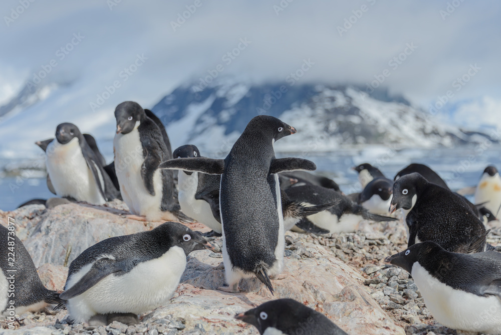 Obraz premium Adelie penguins on beach