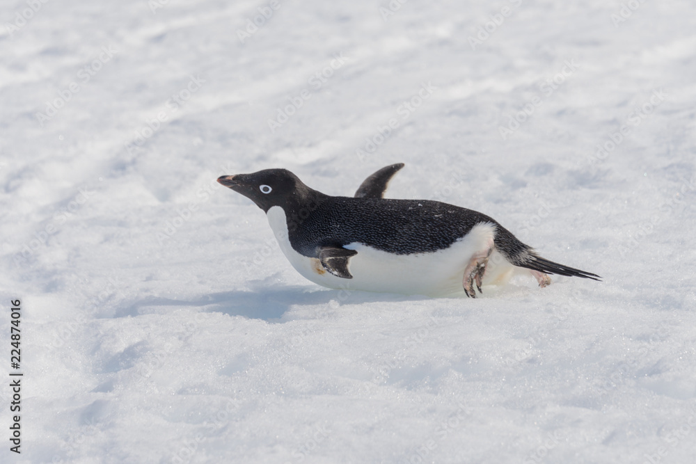 Fototapeta premium Adelie penguin creeping on snow