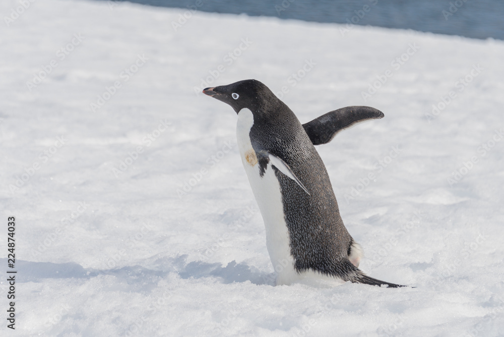 Obraz premium Adelie penguin going on snow