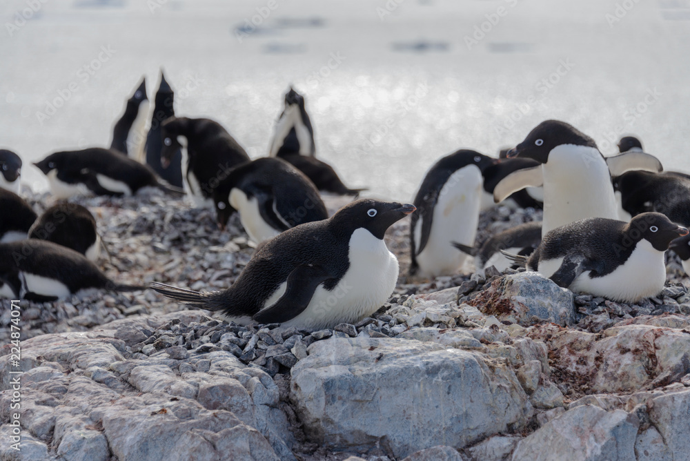 Naklejka premium Adelie penguins on beach