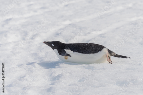 Adelie penguin creeping on snow