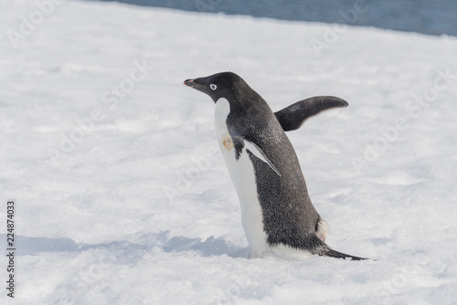 Adelie penguin going on snow