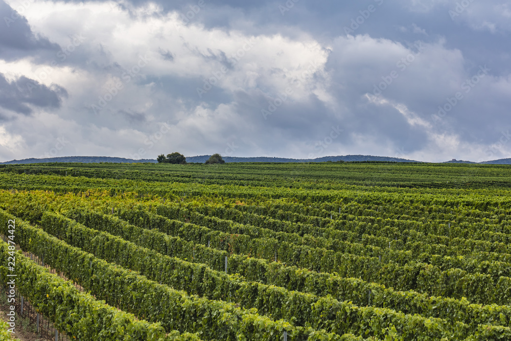green vineyards landscape 