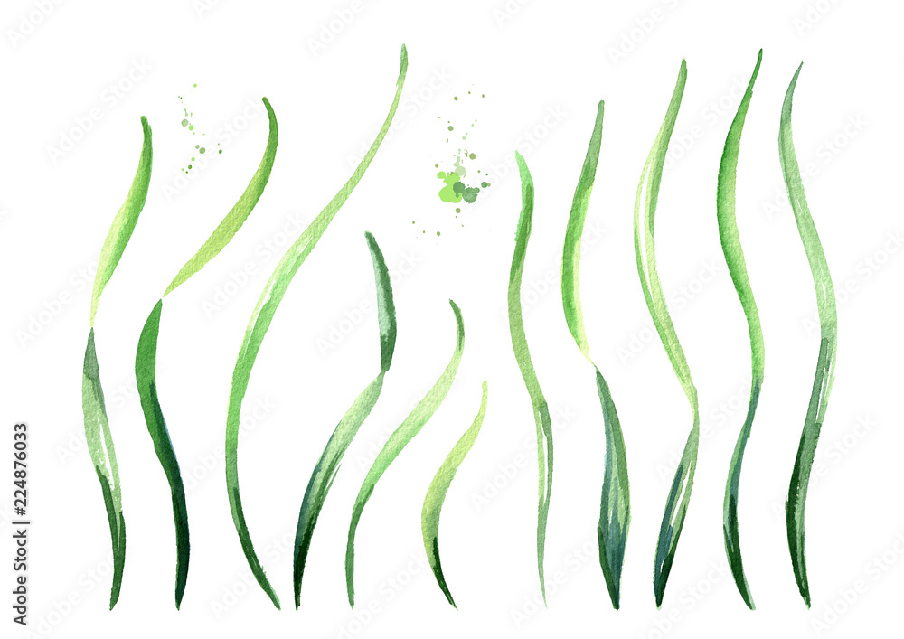 Algae spirulina elements set. Superfood. Watercolor hand drawn illustration, isolated on white background
