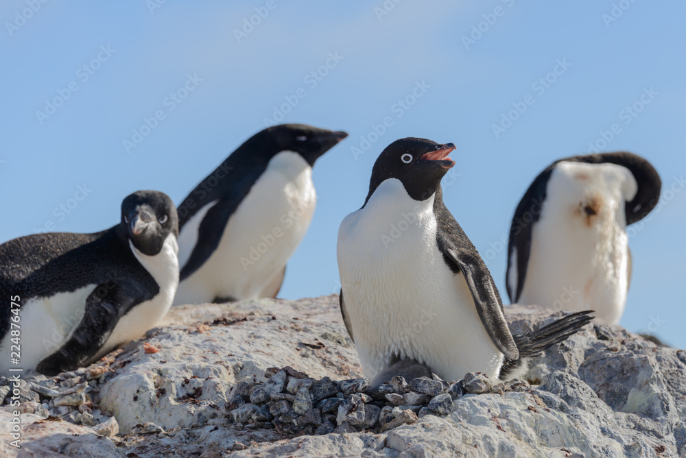 Fototapeta premium Adelie penguin in nest with chick