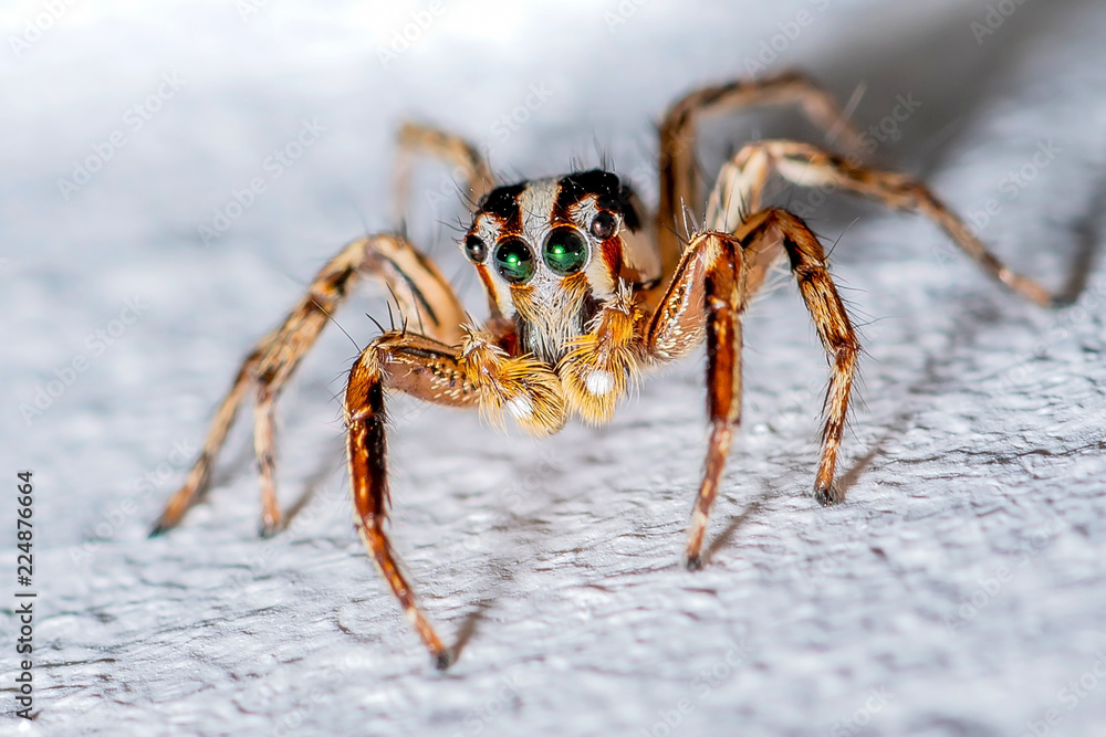 Close up Extreme magnification - Jumping spider Close up Extreme magnification - Jumping spider