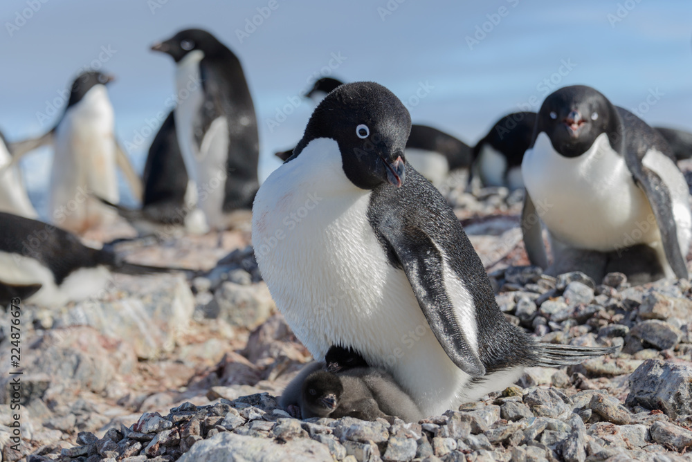 Fototapeta premium Adelie penguin in nest with chick
