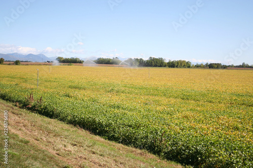 Beautiful yellow soybean field in autumn