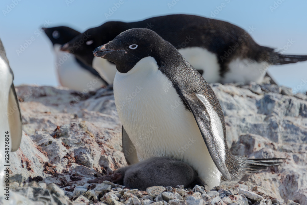 Obraz premium Adelie penguin in nest with chick