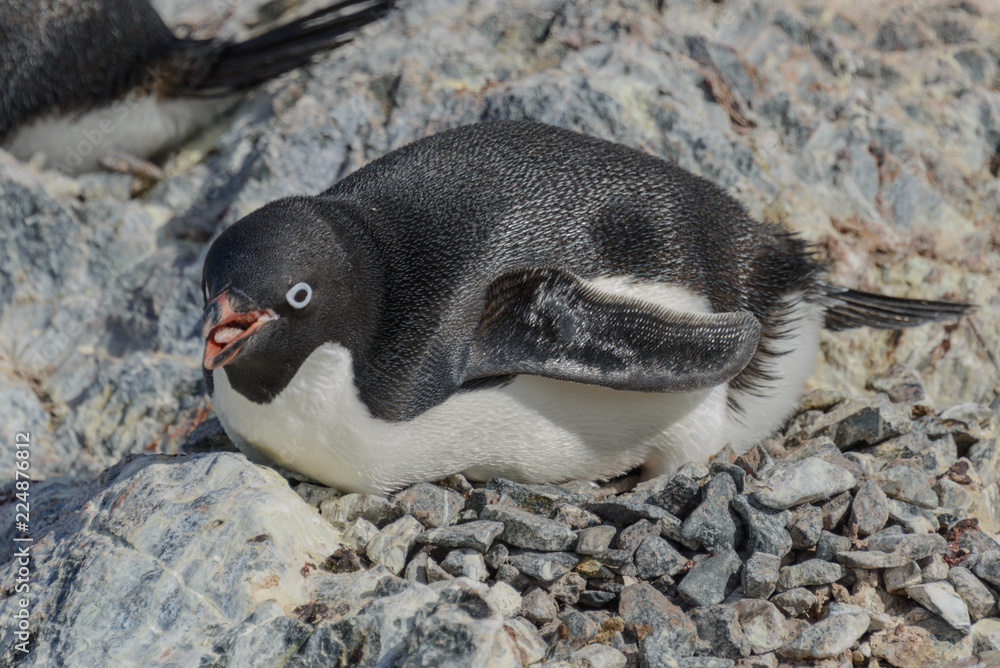 Naklejka premium Adelie penguin on beach