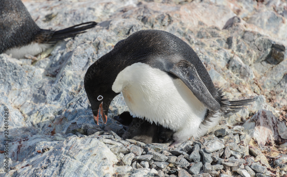 Fototapeta premium Adelie penguin in nest with chick