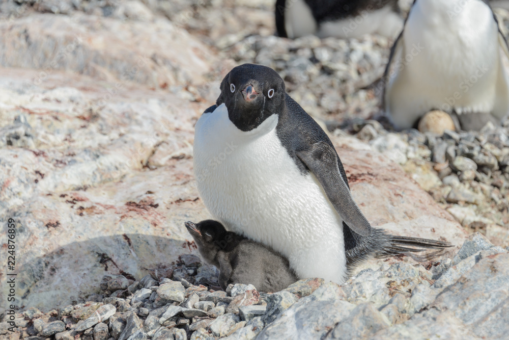 Fototapeta premium Adelie penguin in nest with chick