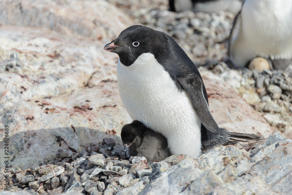 Fototapeta premium Adelie penguin in nest with chick