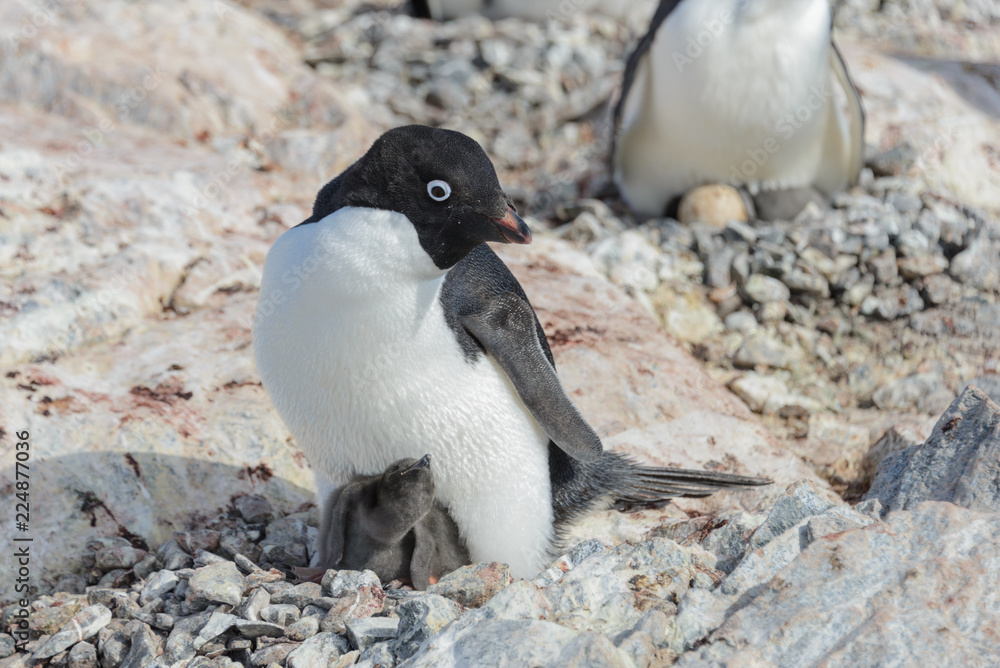 Fototapeta premium Adelie penguin in nest with chick