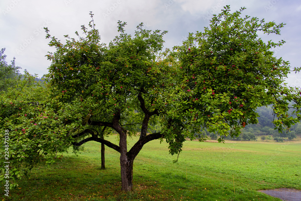 old apple tree plantation old apple tree plantation