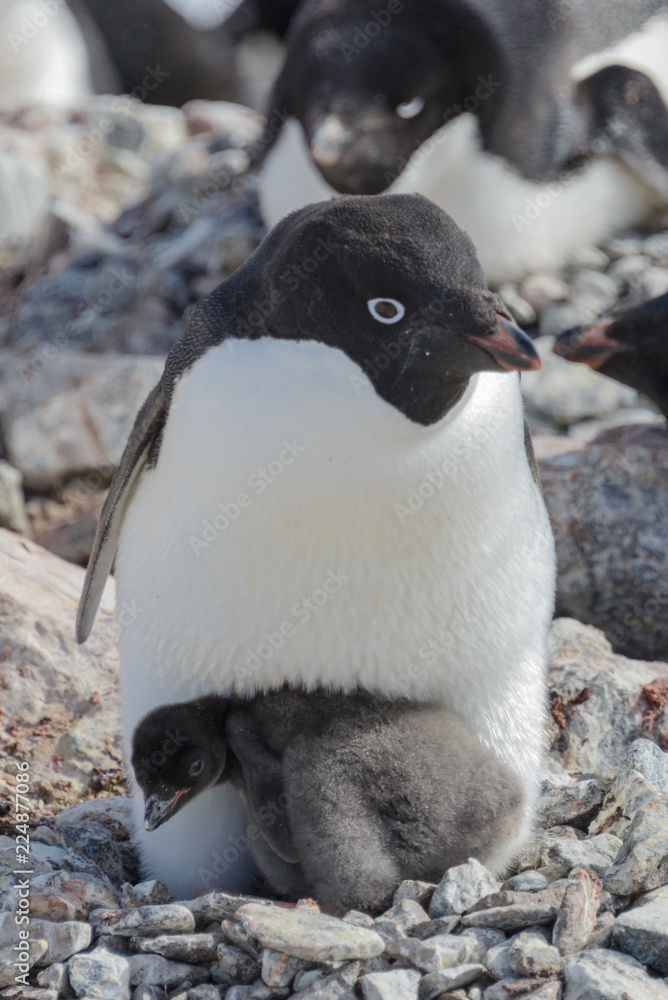 Fototapeta premium Adelie penguin in nest with chick