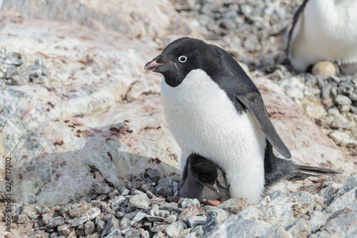 Adelie penguin in nest with chick