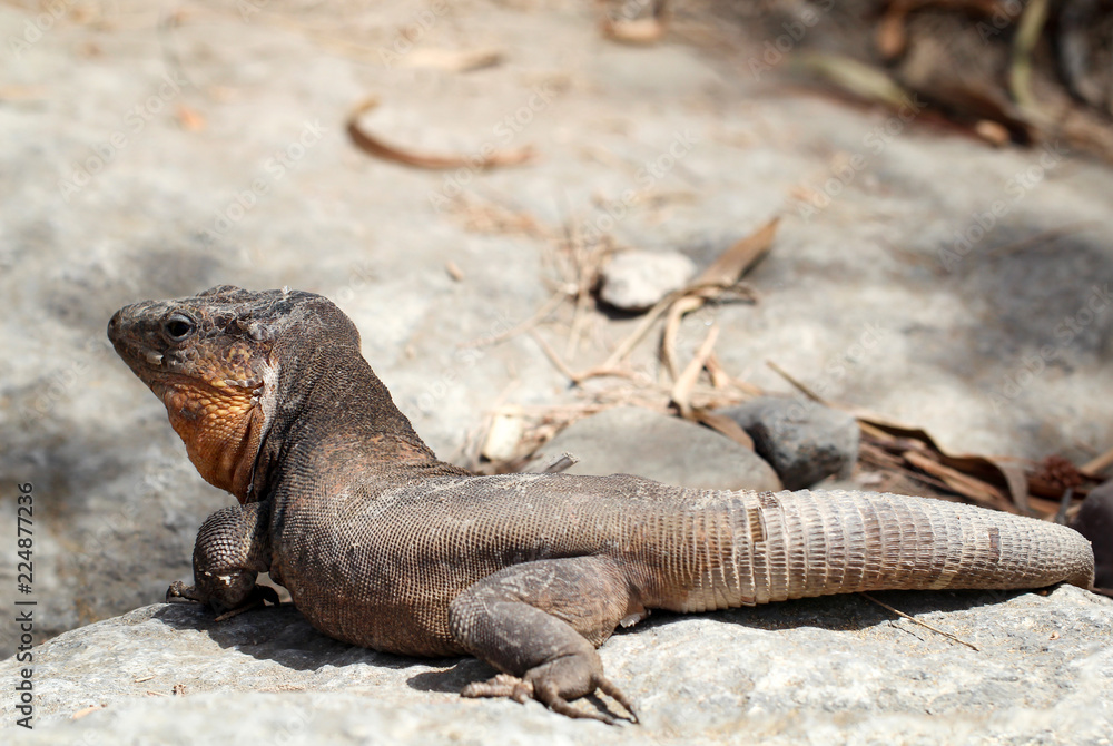 Gran-Canaria-Rieseneidechse, Kanareneidechse, Gekko Gran-Canaria-Rieseneidechse, Kanareneidechse, Gekko