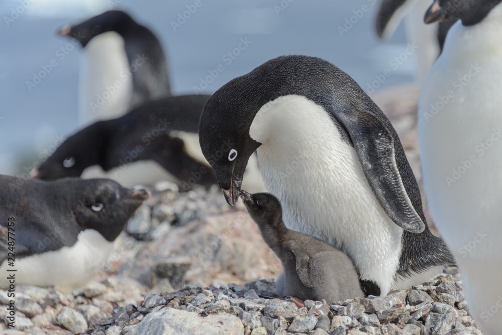 Naklejka premium Adelie penguin in nest with chick