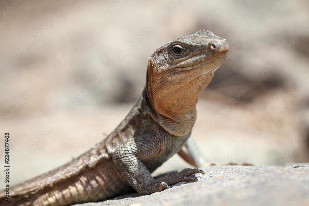 Gran-Canaria-Rieseneidechse, Kanareneidechse, Gekko Gran-Canaria-Rieseneidechse, Kanareneidechse, Gekko