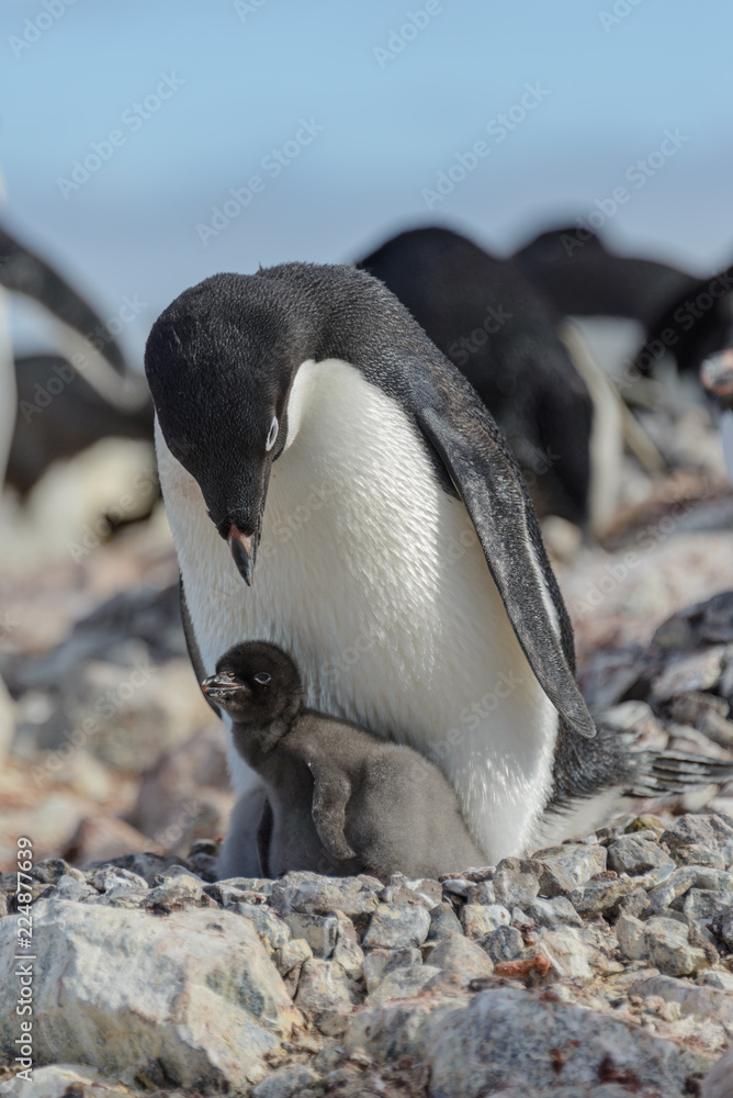 Fototapeta premium Adelie penguin in nest with chick