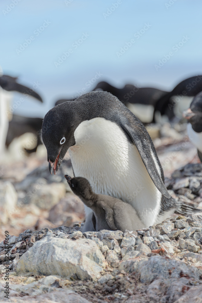 Fototapeta premium Adelie penguin in nest with chick